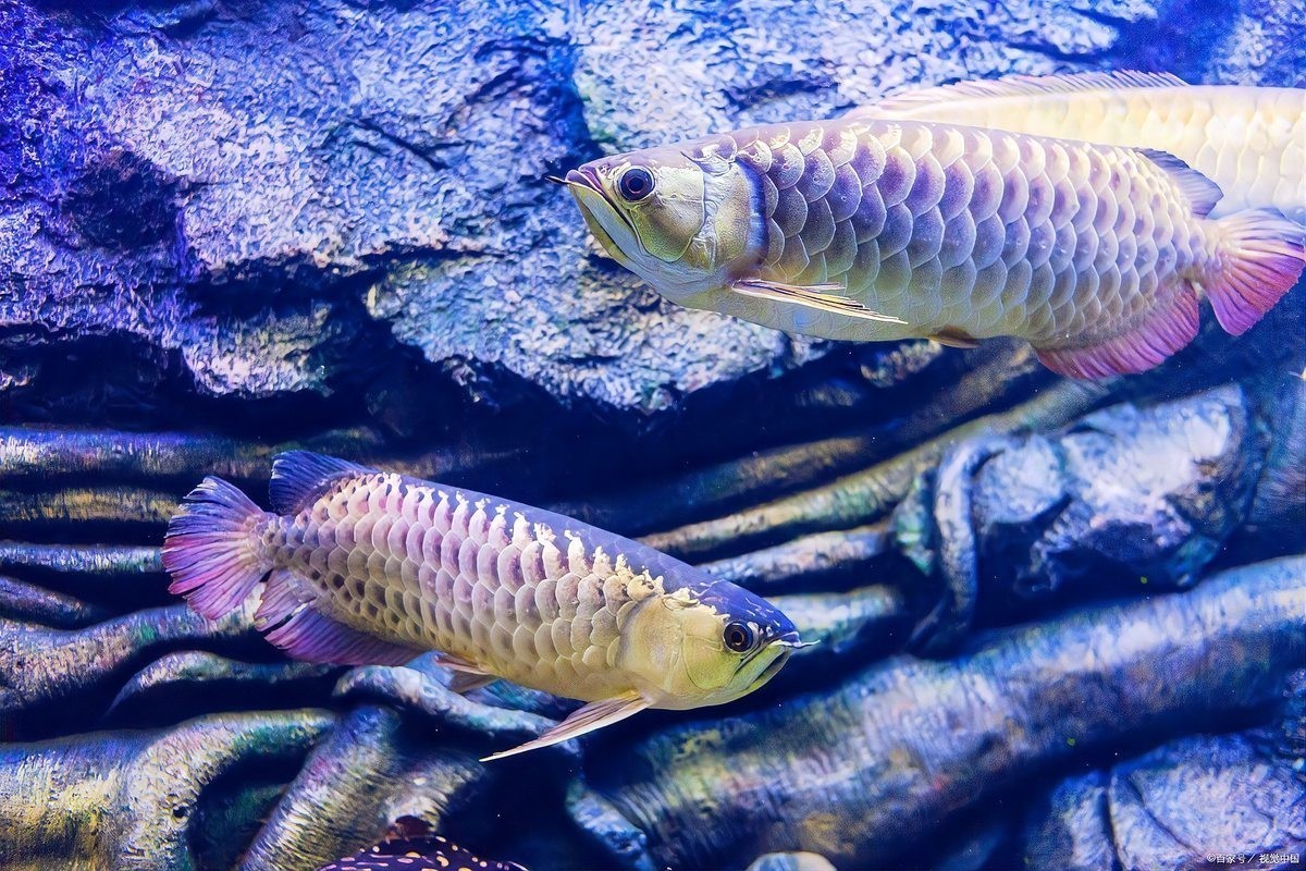 龍魚不愛游動弓背怎么辦