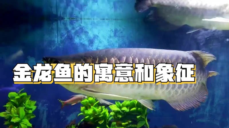 金龍魚隱喻什么