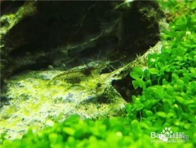 不同魚缸除藻生物對比：不同魚缸除藻生物的適應環境，魚缸除藻生物的選擇指南