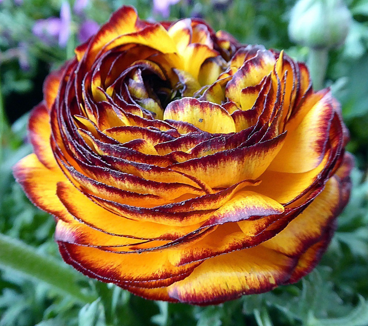 龍站魚駭與哪些生肖有直接關(guān)聯(lián)？