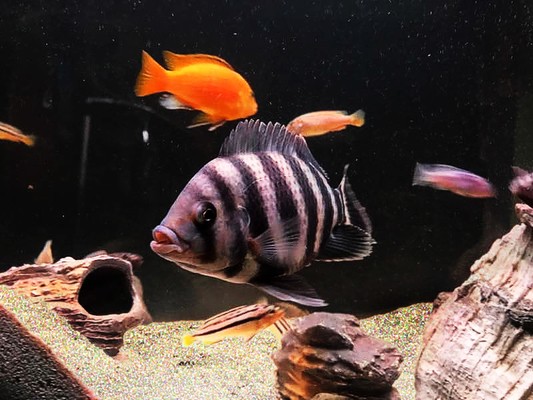 獨(dú)山子區(qū)美人魚水簇館（獨(dú)山子區(qū)美人魚水簇館電話）