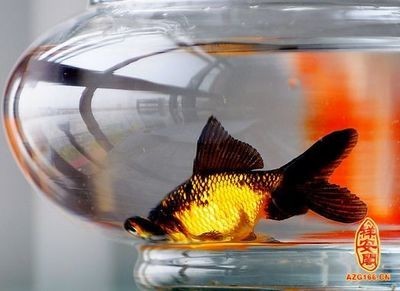 魚缸風水的科學原理：公司魚缸風水的科學原理