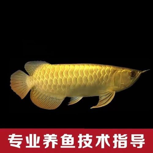 提供幾張紅龍過(guò)背和高背的圖片