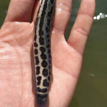 揭陽觀賞魚龍魚回收