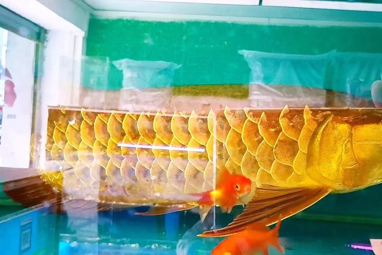 金龍魚壁紙圖片