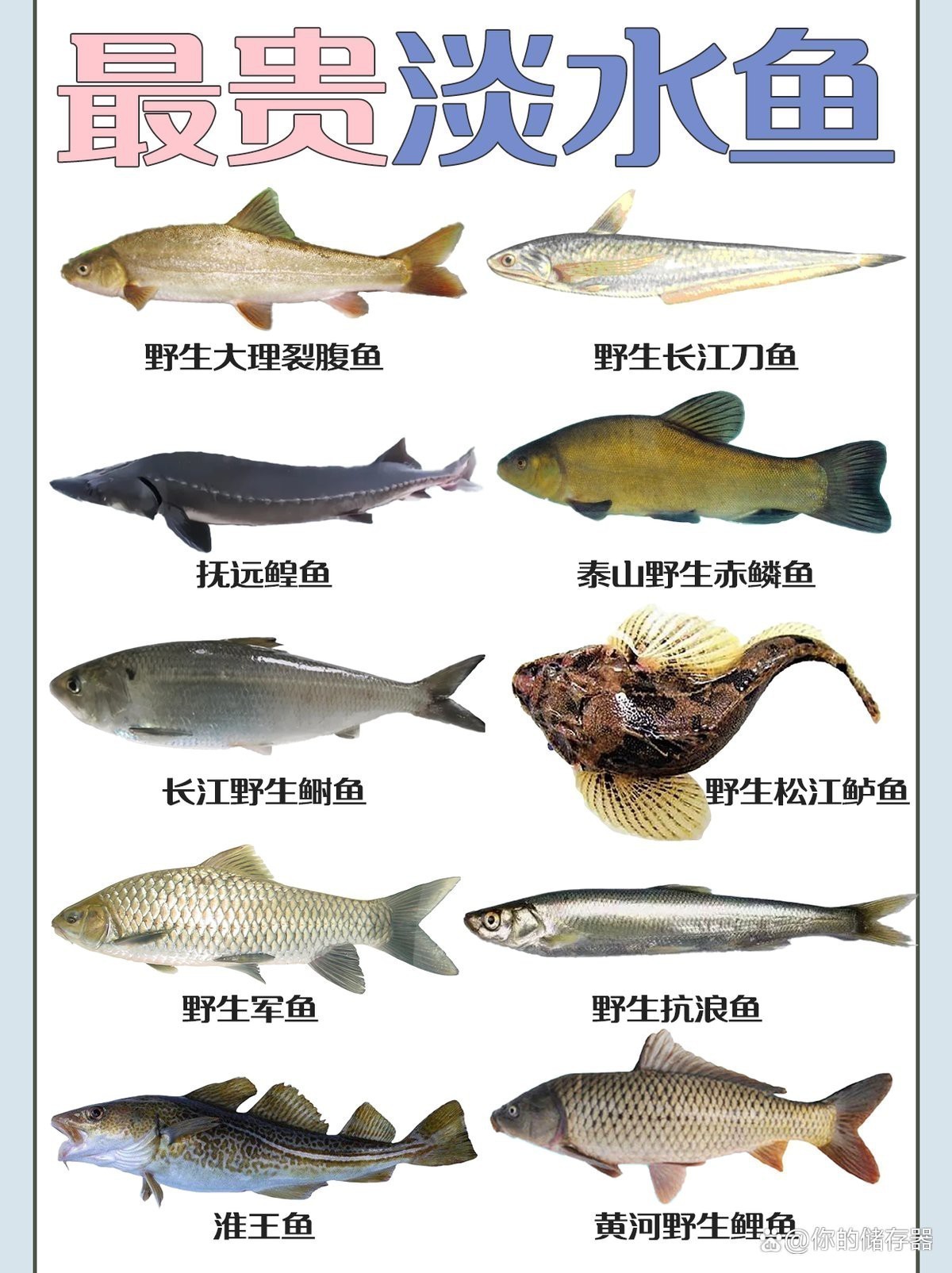 十大最貴鯉魚排名 龍魚論壇 第7張 十大最貴鯉魚排名 十大最貴鯉魚排名 龍魚論壇 第7張