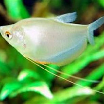 曼龍魚繁殖期有哪些特點？