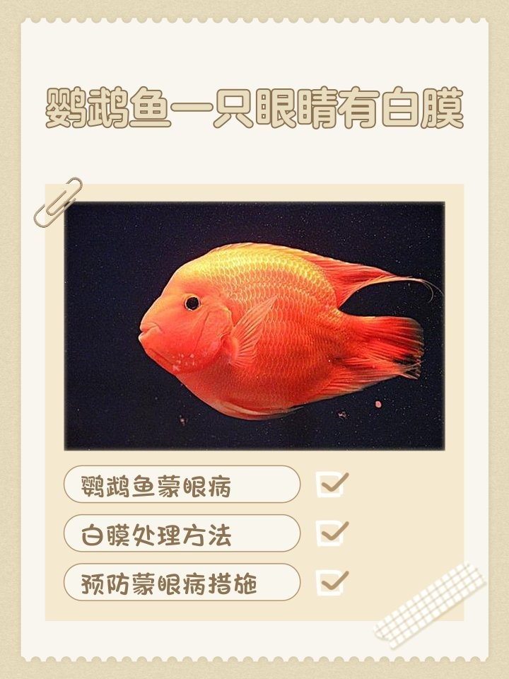 銀龍魚眼睛上有個白色的泡