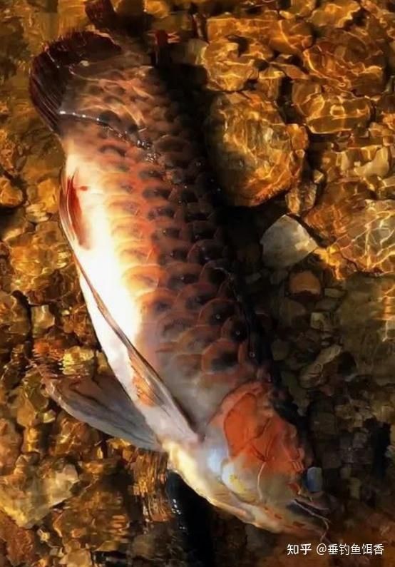 紅龍魚的玄學含義