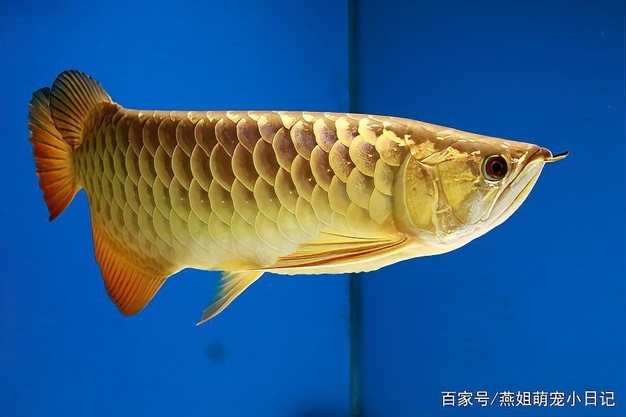 紅龍魚的玄學含義