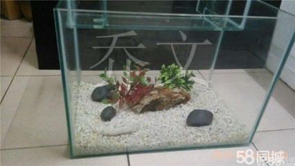 選擇好養的觀賞魚時，魚缸的配置也是關鍵因素之一：如何打造理想的魚缸