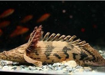 虎紋恐龍魚生長速度多少（虎紋恐龍魚的生長速度受到多種因素影響虎紋恐龍魚生長速度受影響）