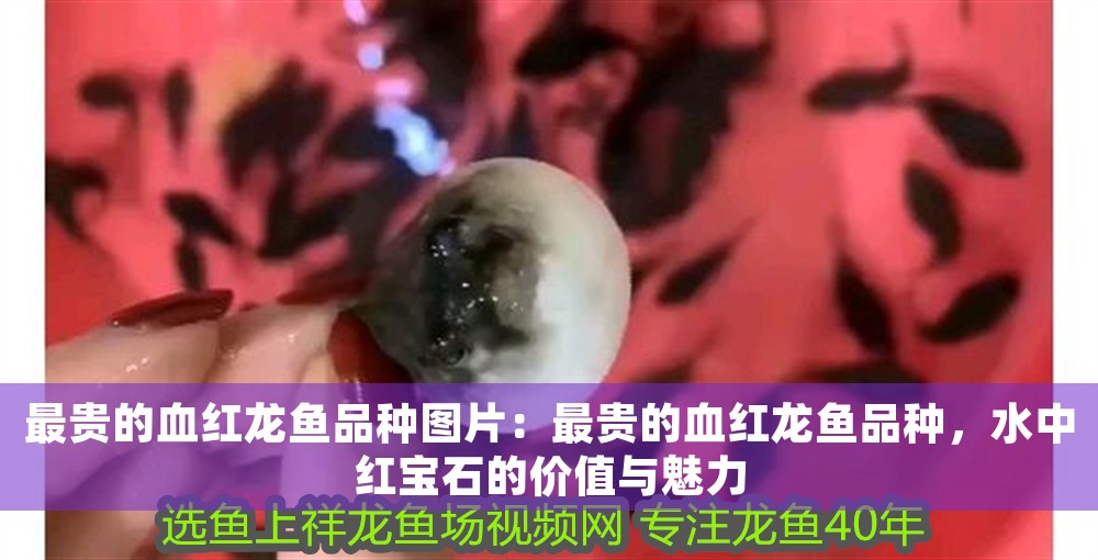 最貴的血紅龍魚品種圖片：最貴的血紅龍魚品種，水中紅寶石的價值與魅力