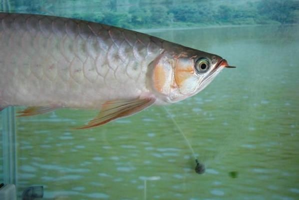 金龍魚鴿子眼是什么意思？（金龍魚鴿子眼指的是什么？）