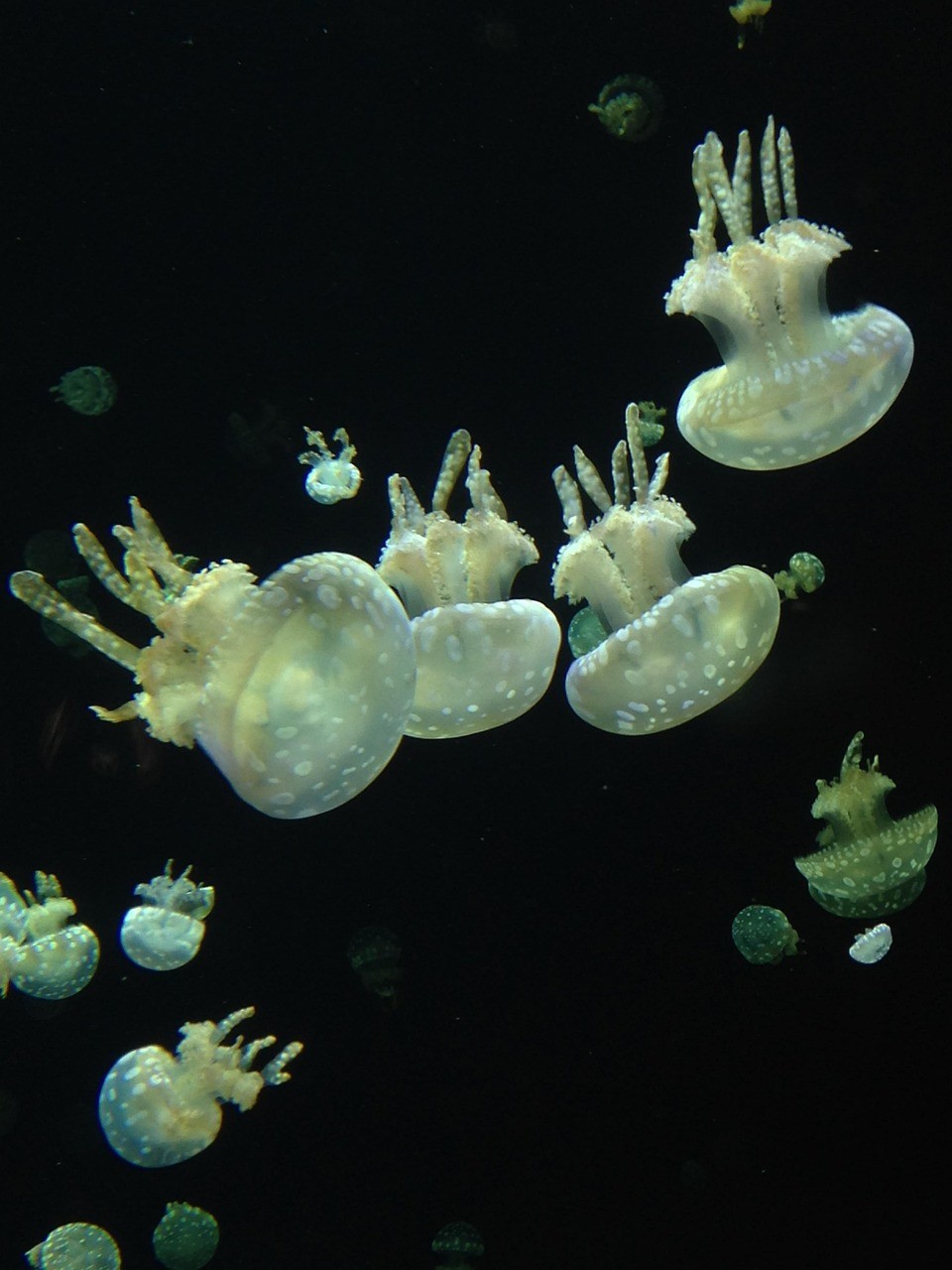 水族泡泡
