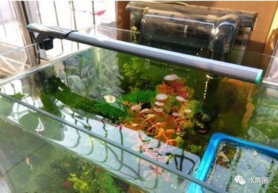 魚缸過濾不行怎么解決：如何解決魚缸過濾器故障的問題