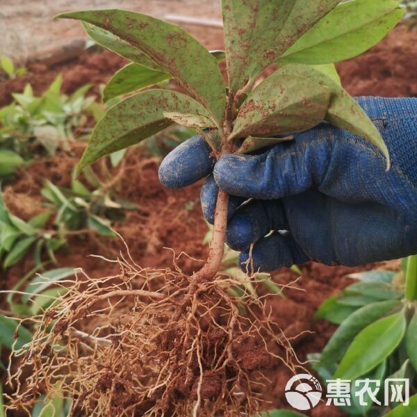 虎苗5元一只貴不貴