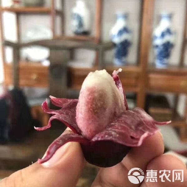 虎苗5元一只貴不貴