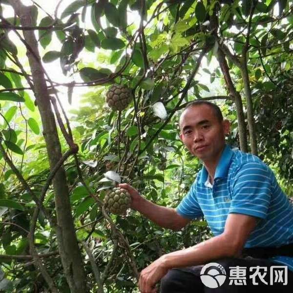 虎苗5元一只貴不貴