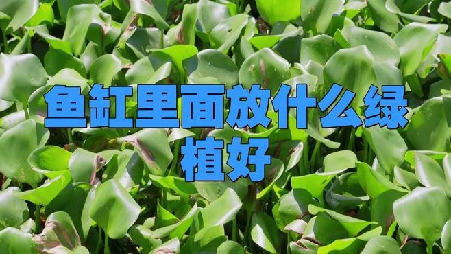 龍魚缸周圍可以放哪些植物？ 龍魚缸周圍可以放哪些植物？ 龍魚論壇 第3張