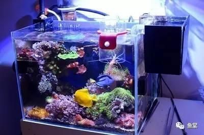 淡水魚缸怎么改海水魚缸（淡水魚缸改海水魚缸的基本步驟）