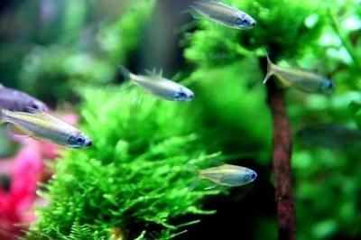 魚缸水發白霧蒙蒙的要換水嗎
