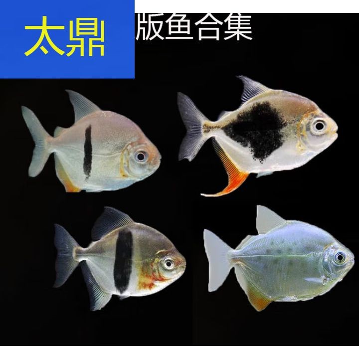 虎紋銀板魚多少錢一條