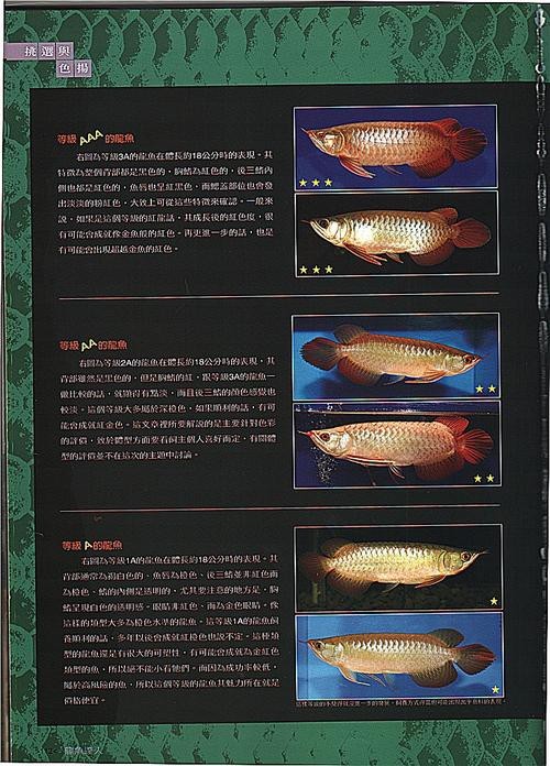 龍魚好搭檔，蘇門答臘虎魚，長明不黑，喜歡聯系，價格不貴！北京昌平區
