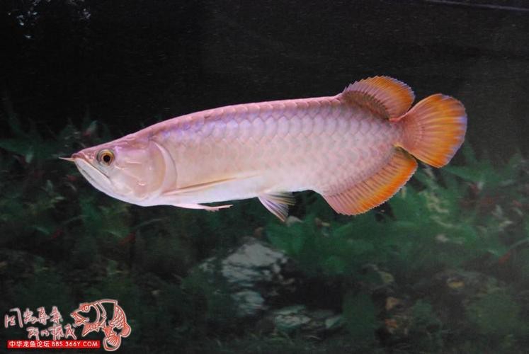 龍魚好搭檔，蘇門答臘虎魚，長明不黑，喜歡聯系，價格不貴！北京昌平區