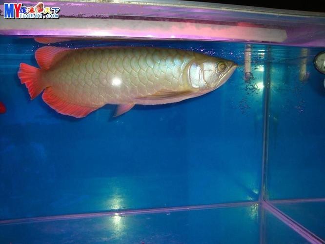 龍魚好搭檔，蘇門答臘虎魚，長明不黑，喜歡聯系，價格不貴！北京昌平區