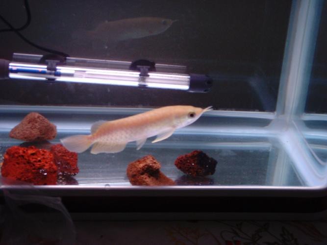 龍魚好搭檔，蘇門答臘虎魚，長明不黑，喜歡聯系，價格不貴！北京昌平區