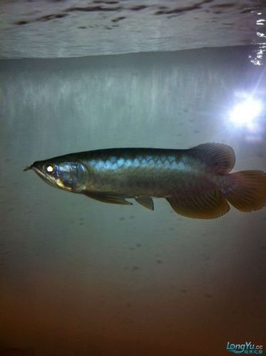 龍魚好搭檔，蘇門答臘虎魚，長明不黑，喜歡聯系，價格不貴！北京昌平區
