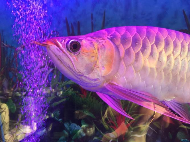 龍魚好搭檔，蘇門答臘虎魚，長明不黑，喜歡聯系，價格不貴！北京昌平區