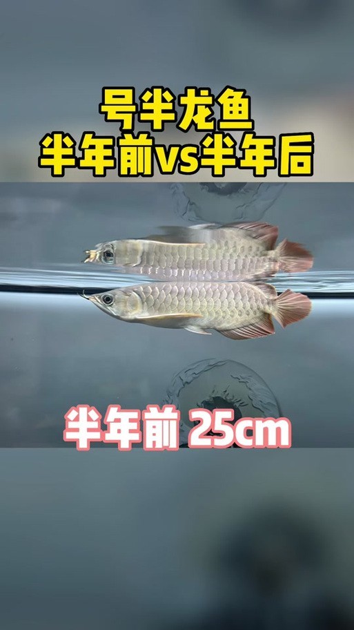 龍魚好搭檔，蘇門答臘虎魚，長明不黑，喜歡聯系，價格不貴！北京昌平區