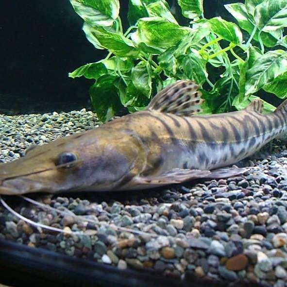 虎紋鴨嘴魚視頻