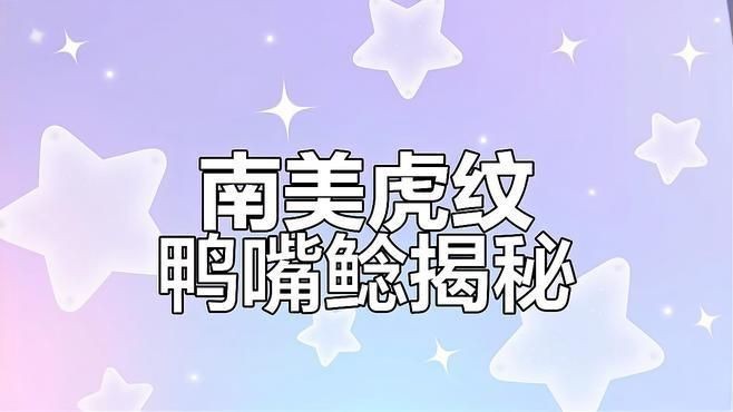 虎紋鴨嘴魚視頻