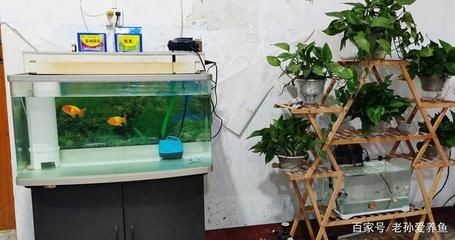 魚缸過濾器材怎么安裝（魚缸過濾器材怎么安裝,安裝操作,放置與連接,整體布局）