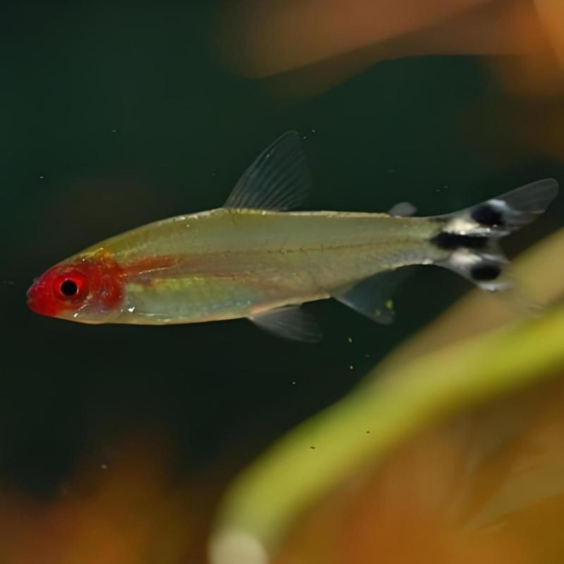 紅頭的魚叫什么