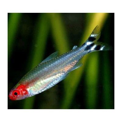 紅頭的魚叫什么
