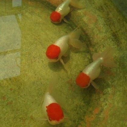 紅頭的魚叫什么