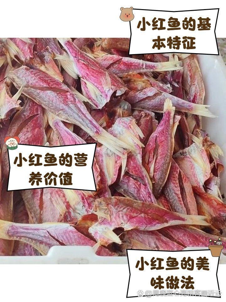 紅頭的魚叫什么