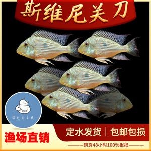 關刀魚和龍魚可以混養：關刀魚和龍魚可以混養嗎，