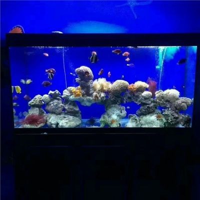 海洋生態魚缸哪款好用（如何選擇生態魚缸）