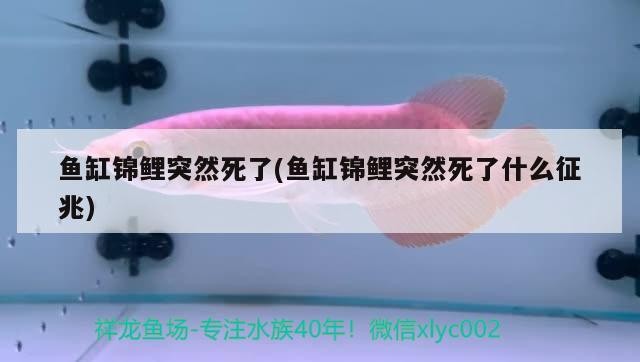 長春水族館蘇蝦木紋和蘇蝦可樂