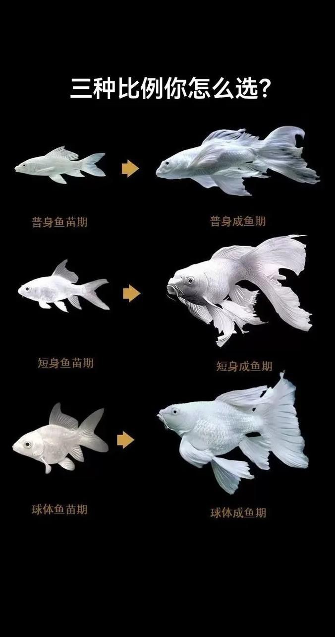 蝴蝶鯉和錦鯉圖片對比