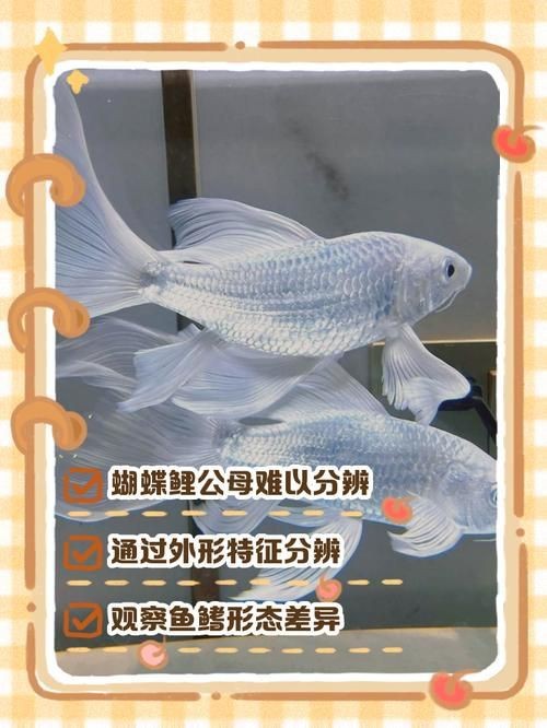 蝴蝶鯉和錦鯉圖片對比