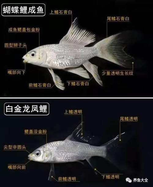 蝴蝶鯉和錦鯉圖片對比