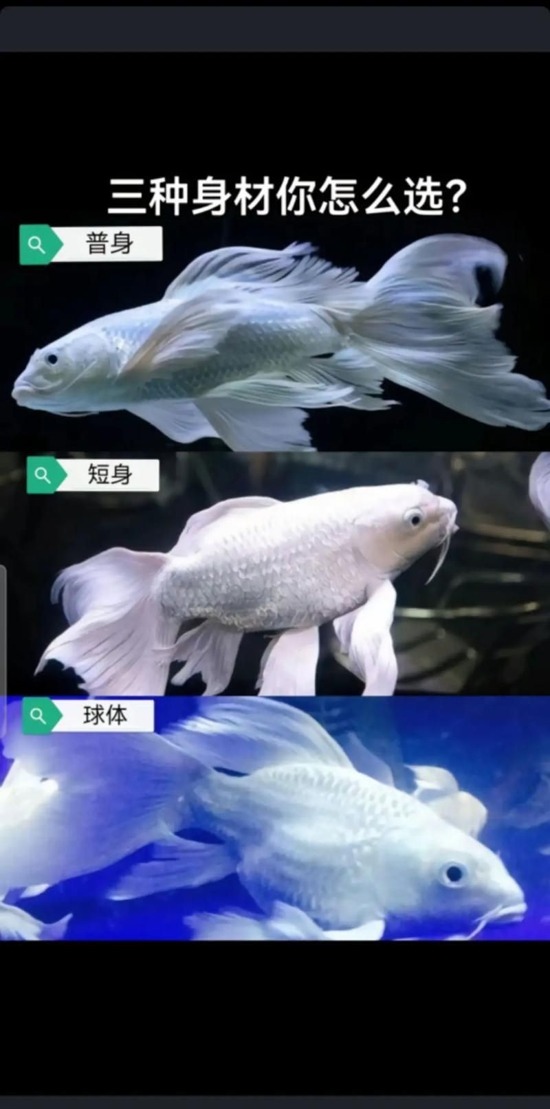 蝴蝶鯉和錦鯉圖片對比