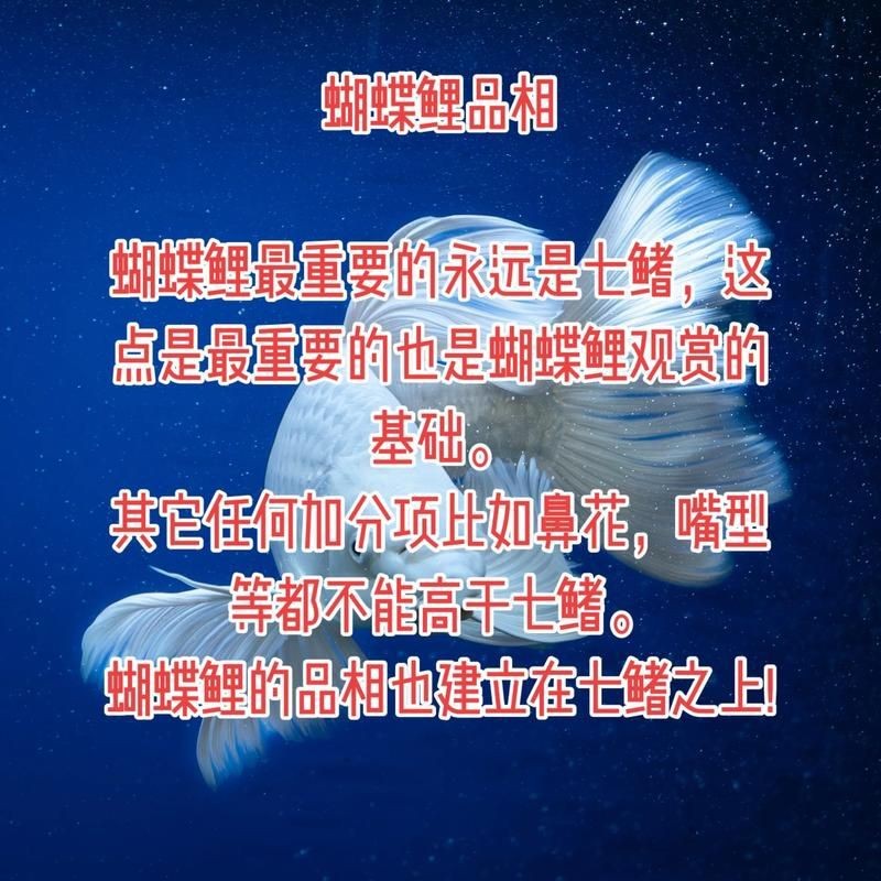 蝴蝶鯉和錦鯉圖片對比