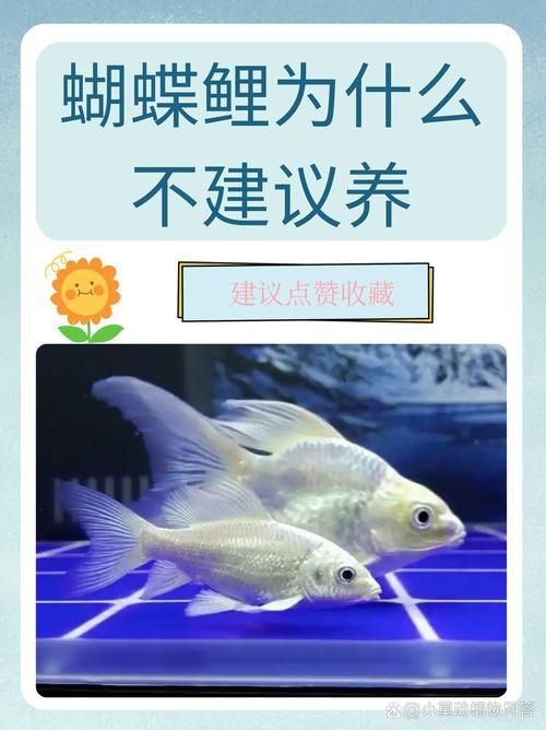 蝴蝶鯉和錦鯉圖片對比